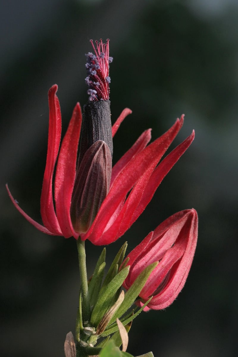 Sorcerous Blooms