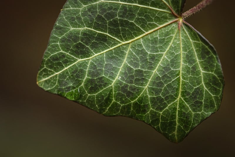 Ivy