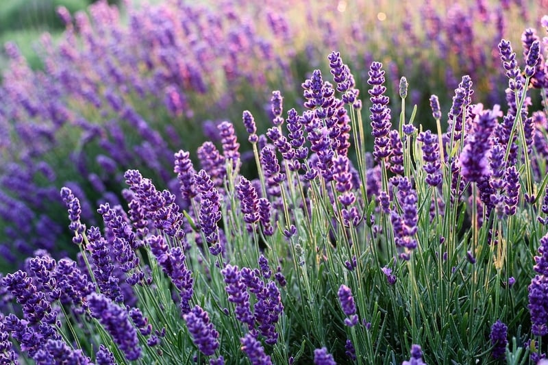 Mugwort